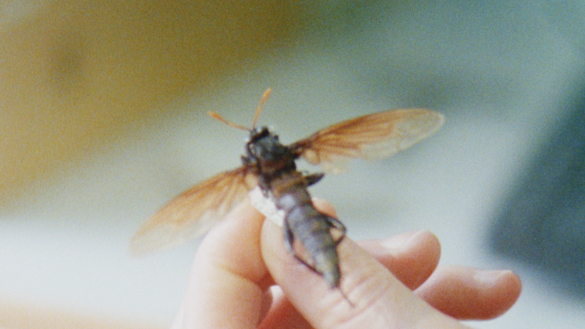 Still from the film ‘I’ll be Back’ showing a hand presenting a preserved insect.