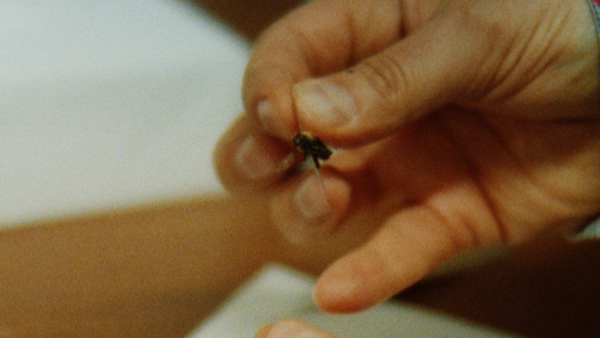 Still from the film ‘I’ll be Back’ by Hope Strickland, showing a hand presenting a preserved insect.