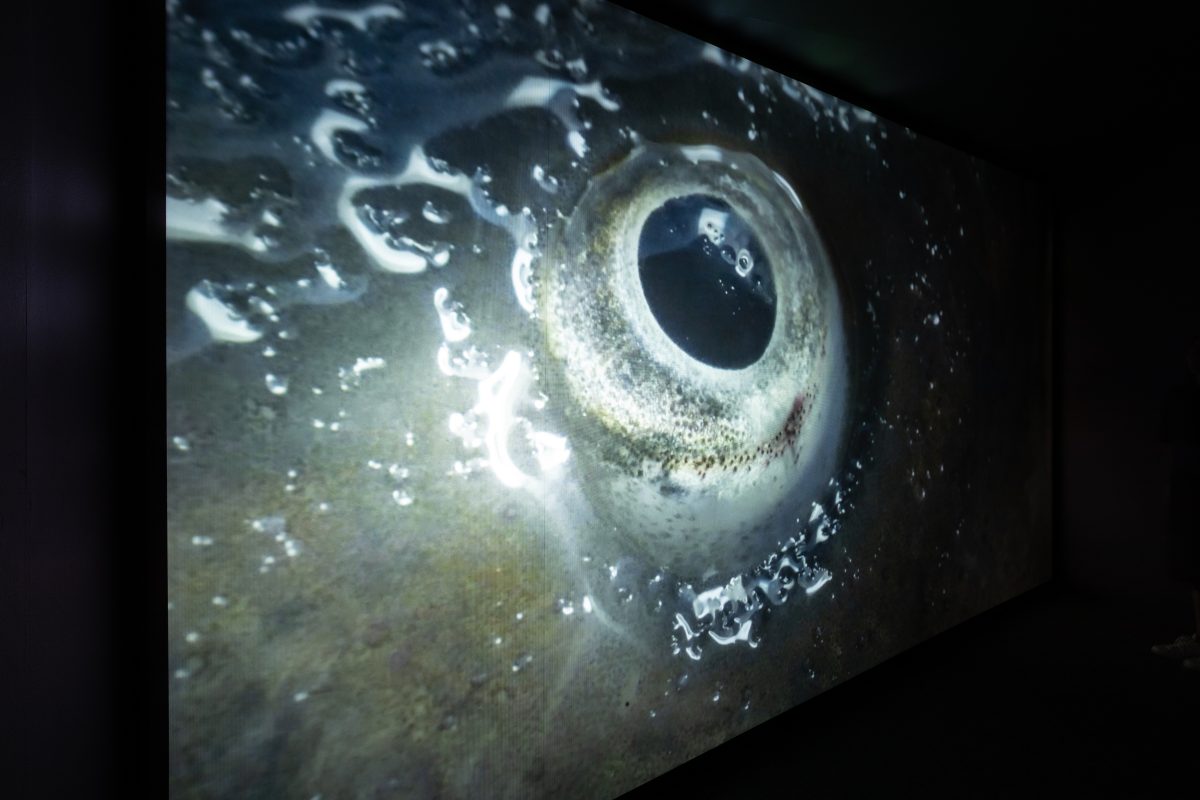 Stasis video installation by Maya Watanabe